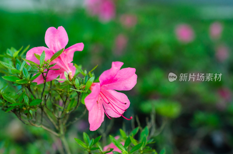 花园中一丛粉红的杜鹃花盛开