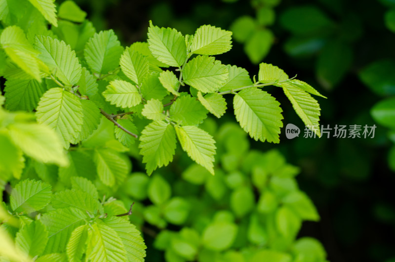 嫩绿树叶的清新自然景象