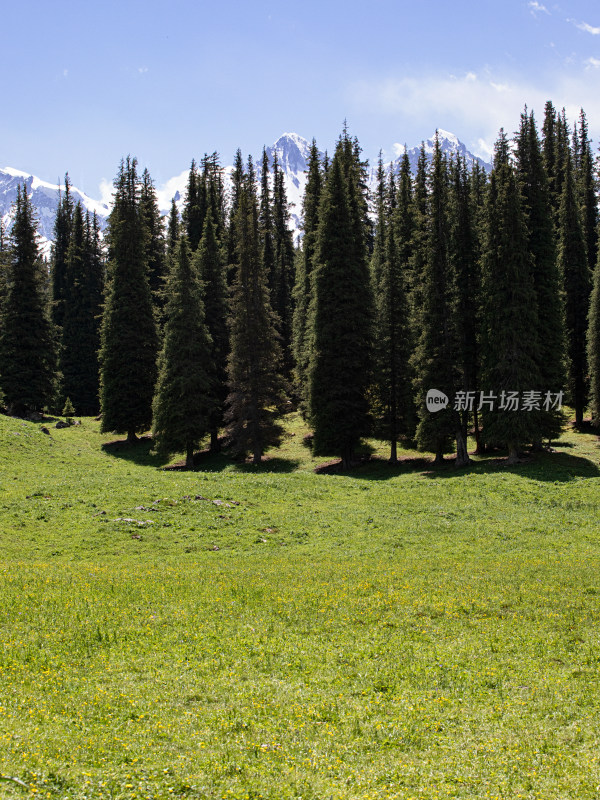 蓝天白云下的草原森林自然风景