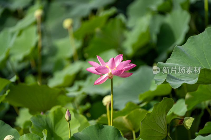 夏天荷花盛开特写