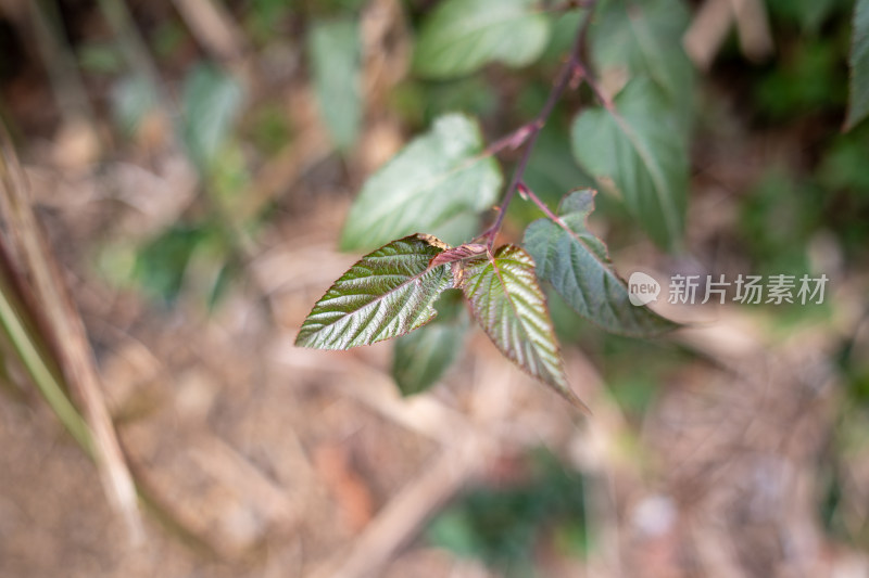 特写植物绿叶素材