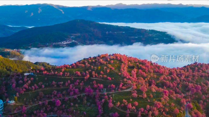 航拍云海中的无量山樱花谷茶园茶山