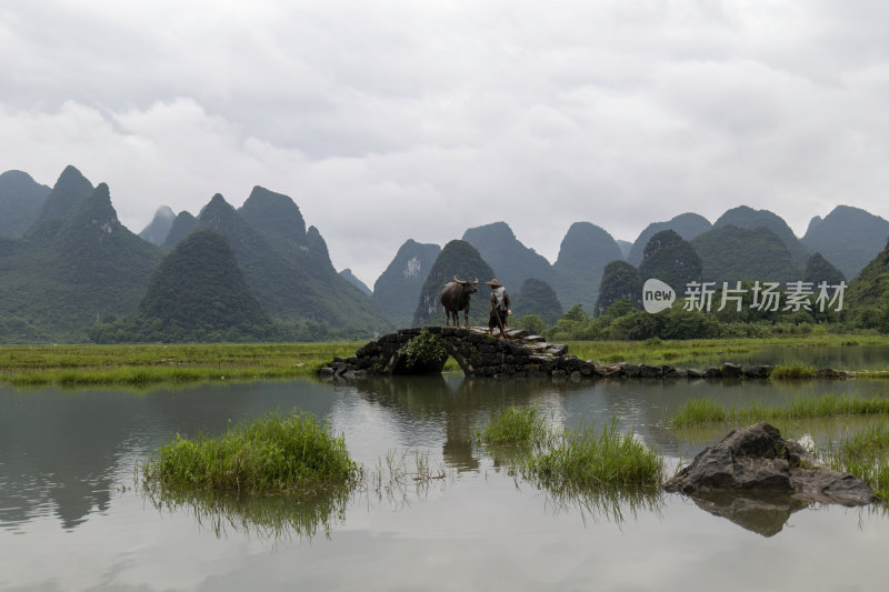 广西桂林状元桥老人牵牛放牧意境风光