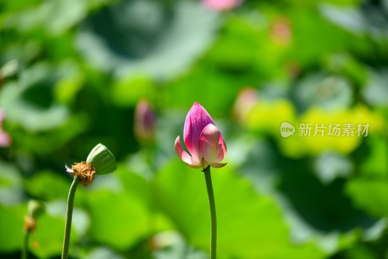 莲花荷花荷花池