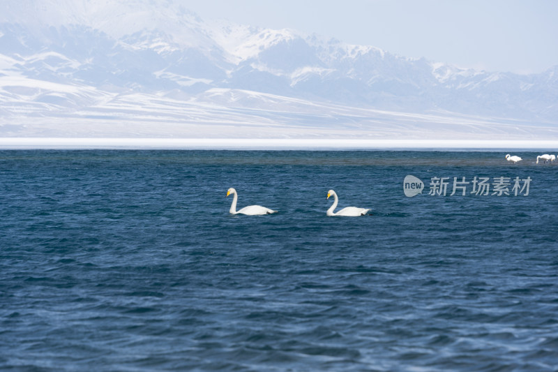 新疆赛里木湖的天鹅