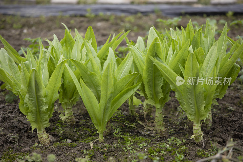 江南农家田园菜园子莴苣菜种植