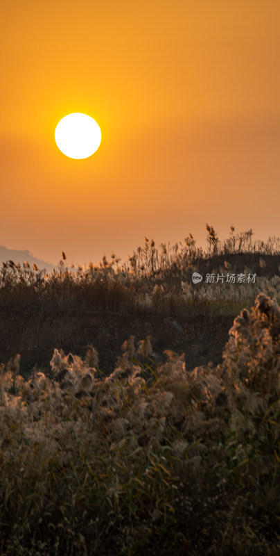 日落时分远山与植物景观