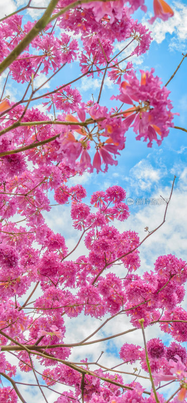 春天佛山澜石公园紫花风铃木盛开