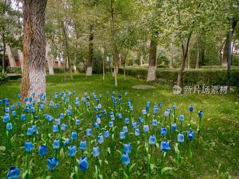 草地中的蓝色郁金香花丛
