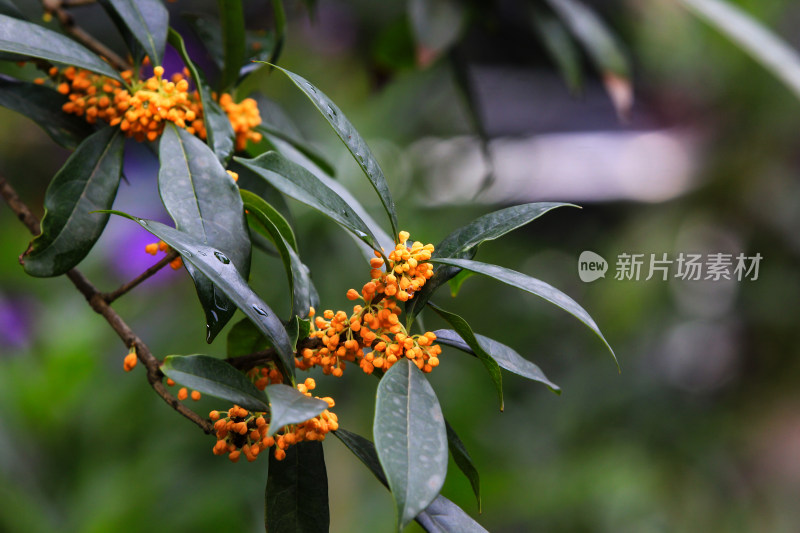 金秋时节桂花盛开