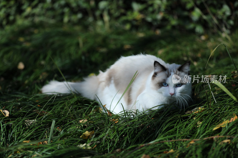 一片绿色草丛里的猫