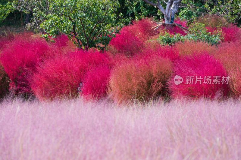 大连英歌石植物园秋天的地肤草和粉黛