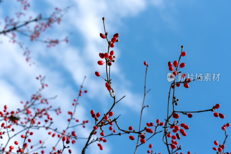 中医中药山茱萸