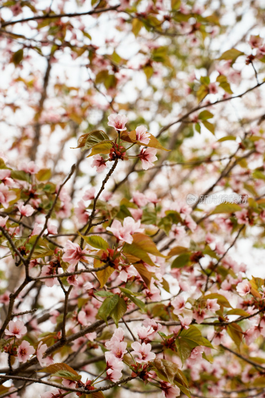 北京奥森樱花树樱花