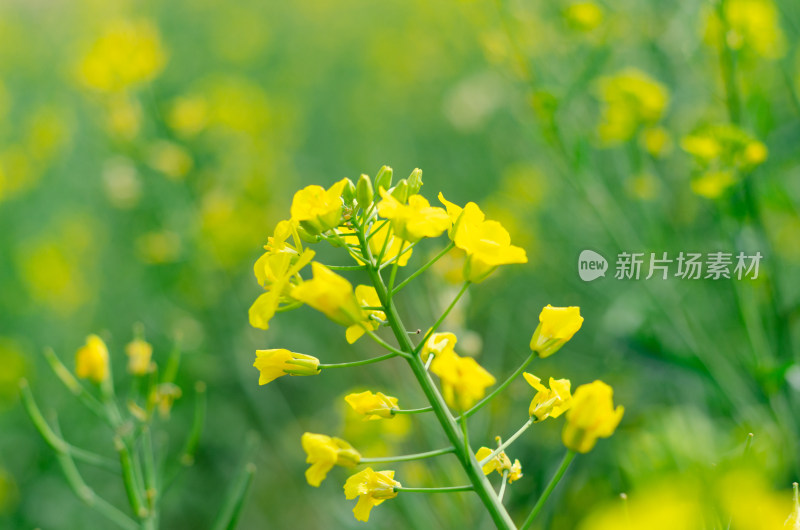 农田中一株金黄的油菜花特写