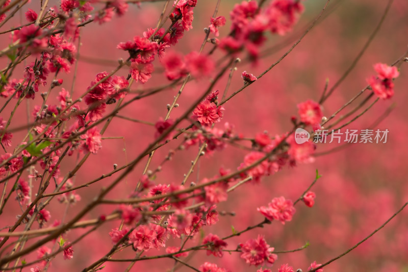 盛开的粉色桃花特写