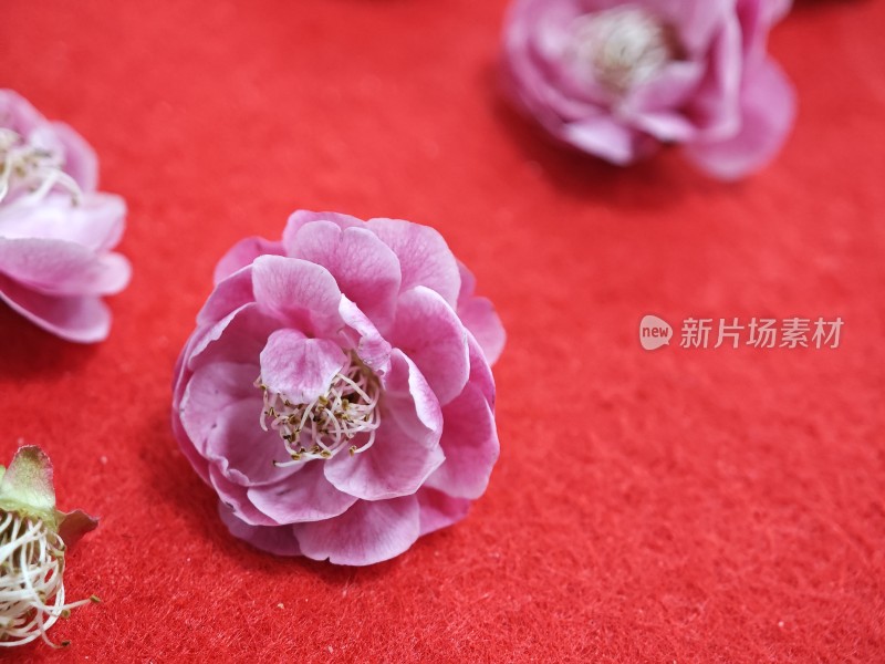 红色背景上的粉色花朵