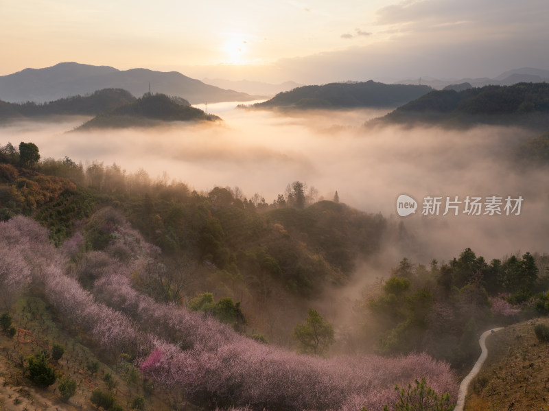 山间晨雾中盛开的粉色花树