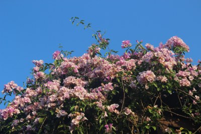 广东东莞：蒜香藤花开