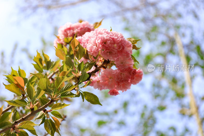 春天赏花重瓣晚樱