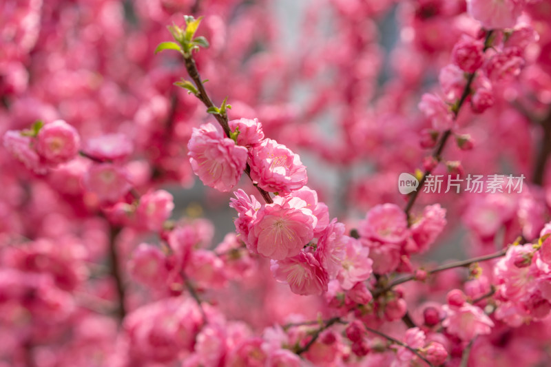 春天小桃红榆叶梅花朵盛开桃花