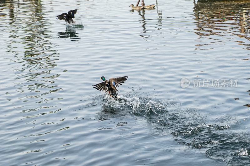 鸭子在水中展翅跑