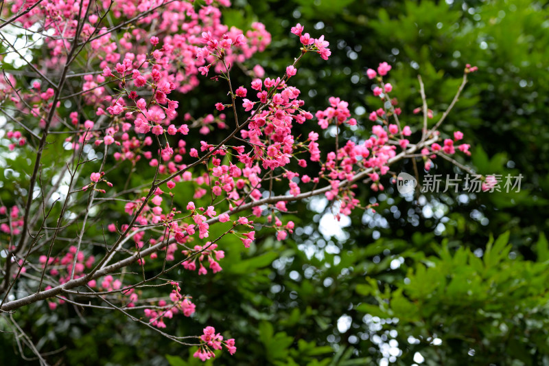 盛开的粉色樱花枝条