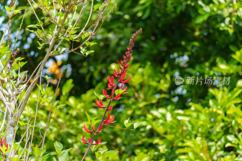 红色开花植物龙牙花