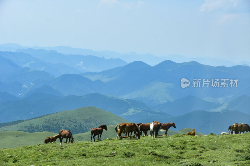 五台山自然天然牧场风光