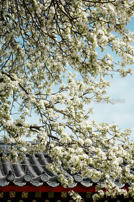 智化寺梨花