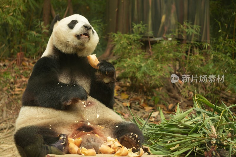 大熊猫萌萌采食画面