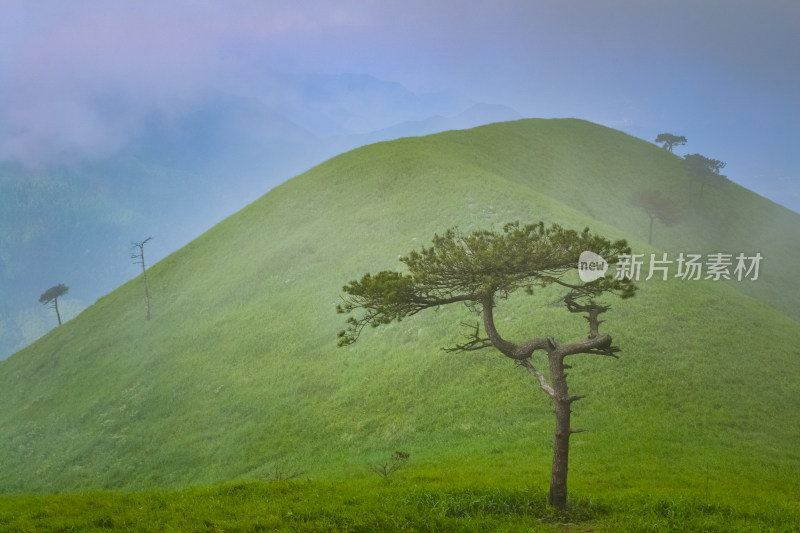 夏天江西武功山的高山草甸