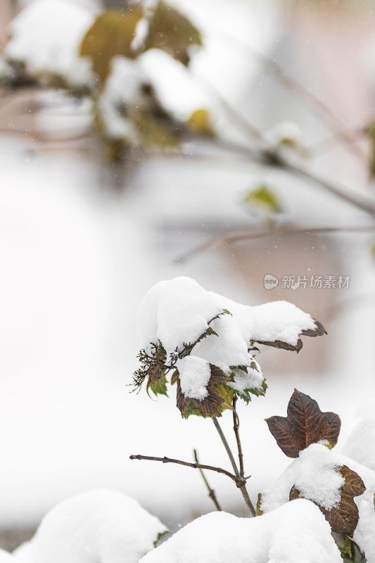 冬天户外的白雪