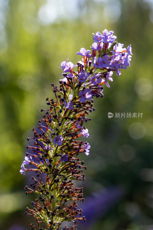 紫色醉鱼草鲜花特写