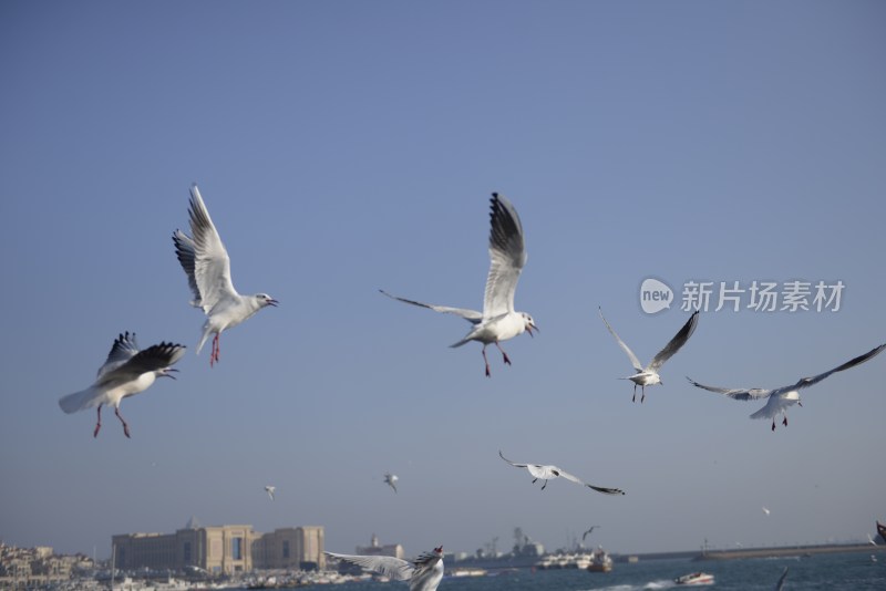 青岛海鸥