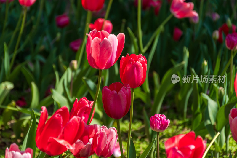 大片郁金香花海景观