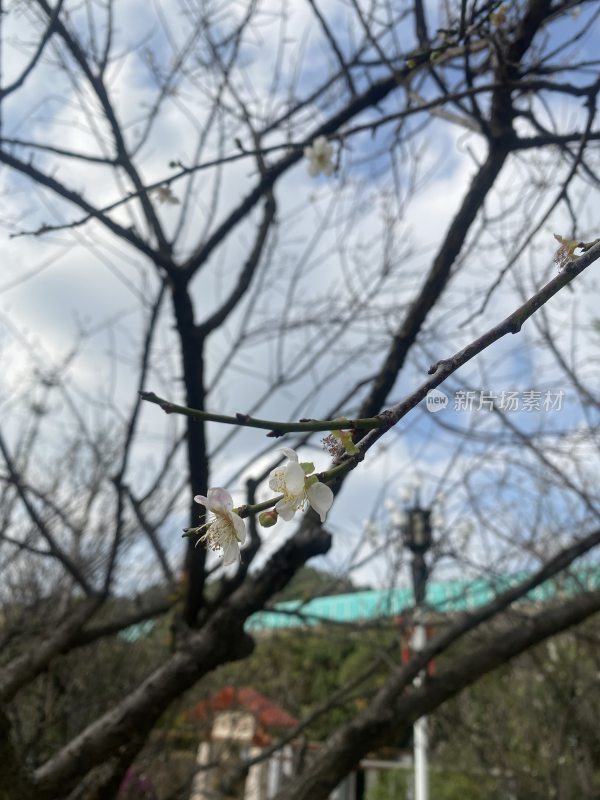 广州萝岗香雪公园梅花盛开