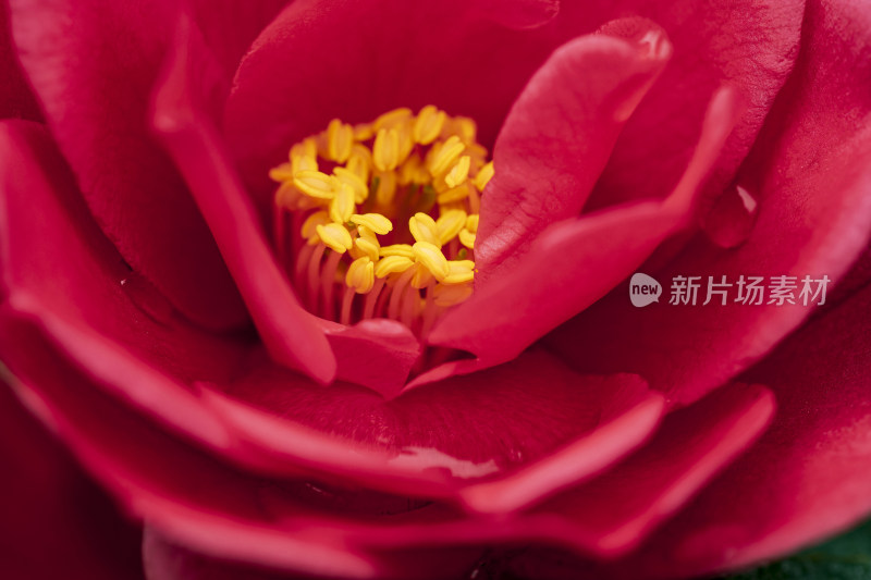 春天山茶花微距露水粉色花瓣花蕊