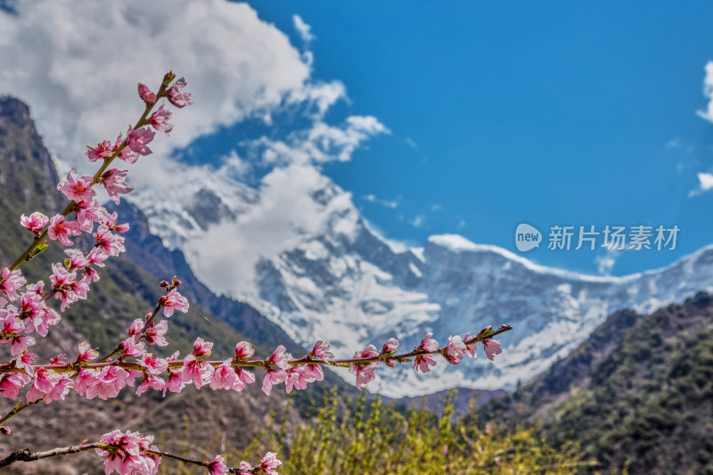 西藏林芝的桃花