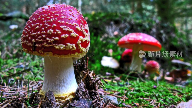 野生菌野生菌蘑菇生长环境菌类山菌