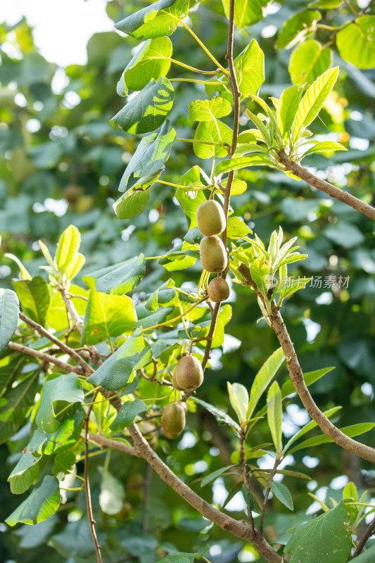 树上密密麻麻的猕猴桃果实