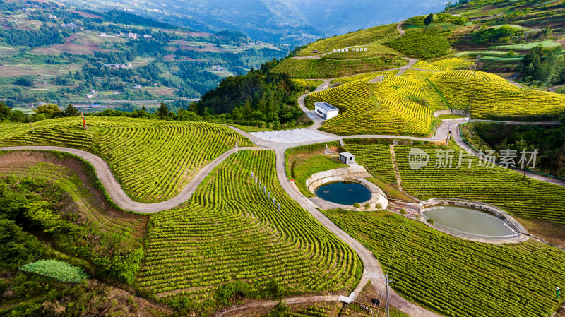 万亩茶园产业园区全景