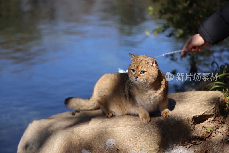 公园里的宠物猫金渐层