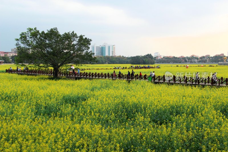 广东东莞：莲湖风景区油菜花田