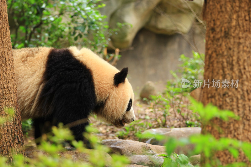 成都大熊猫繁育研究基地的国宝大熊猫
