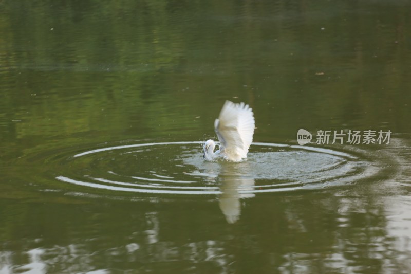 白鹭在水中拍打翅膀泛起阵阵涟漪