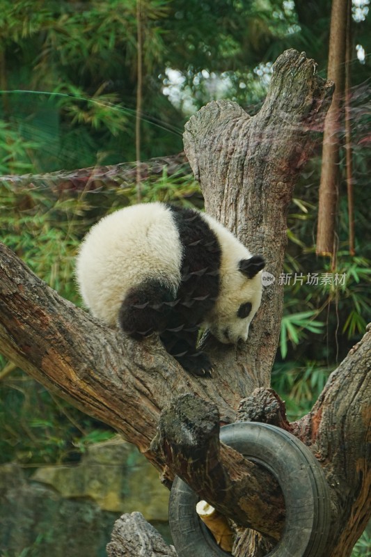 大熊猫幼崽攀爬枯树玩耍