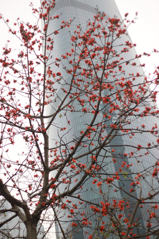 高楼前盛开的红色花朵