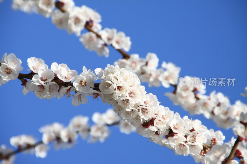 粉色桃花