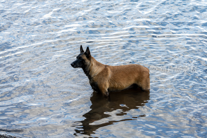 水边站立的马犬